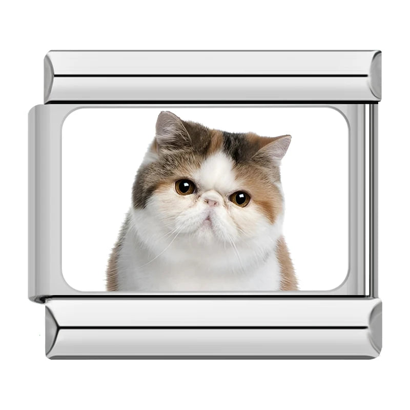 Exotic Shorthair / Persian Cat Charm