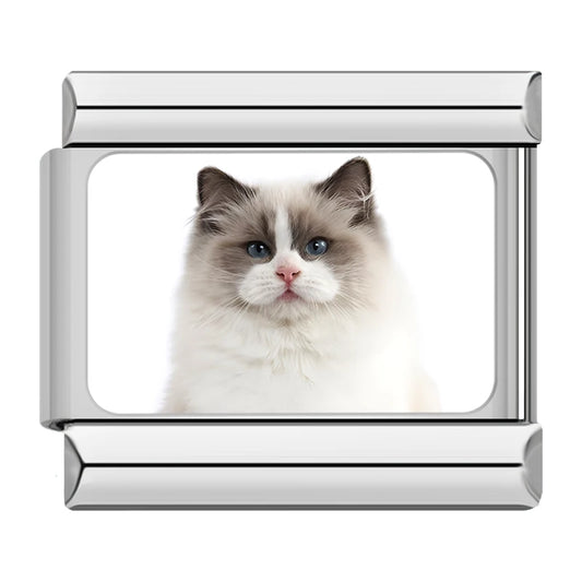Bicolor Ragdoll Cat Charm
