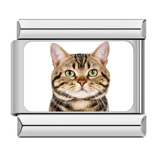 Bengal / Tabby Cat Charm