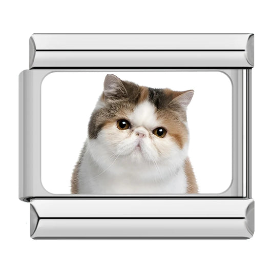 Exotic Shorthair / Persian Cat Charm
