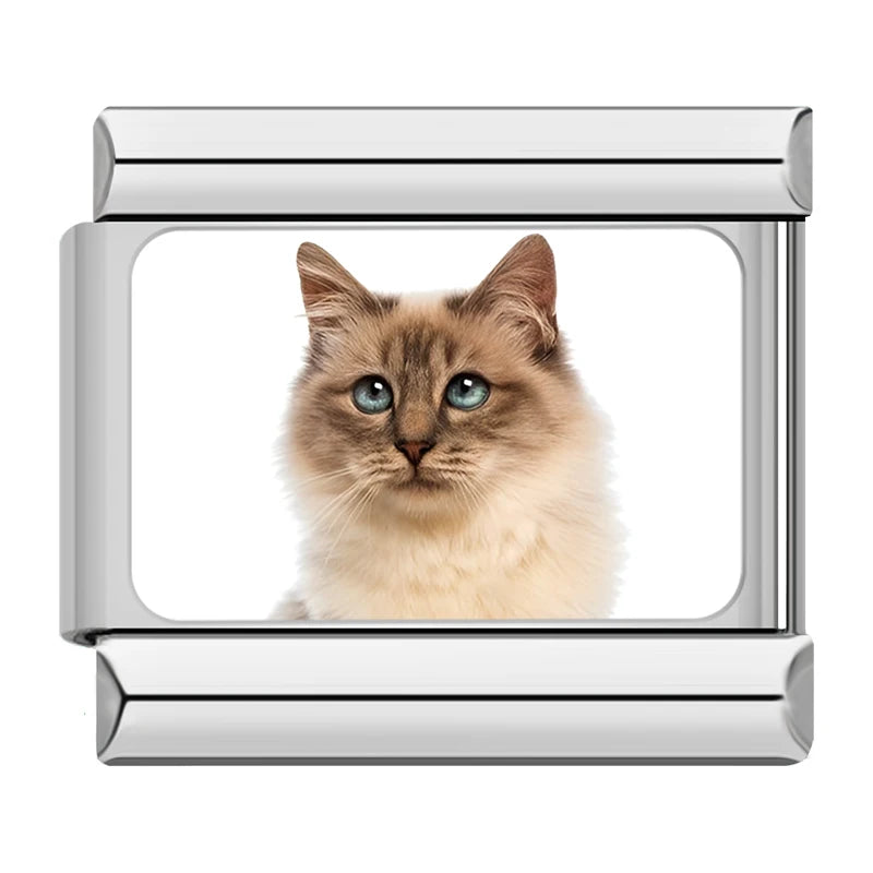 Birman / Ragdoll Cat Charm