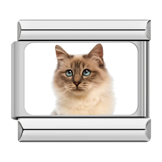 Birman / Ragdoll Cat Charm