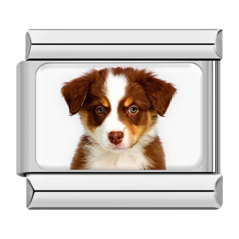 Australian Shepherd Puppy Charm