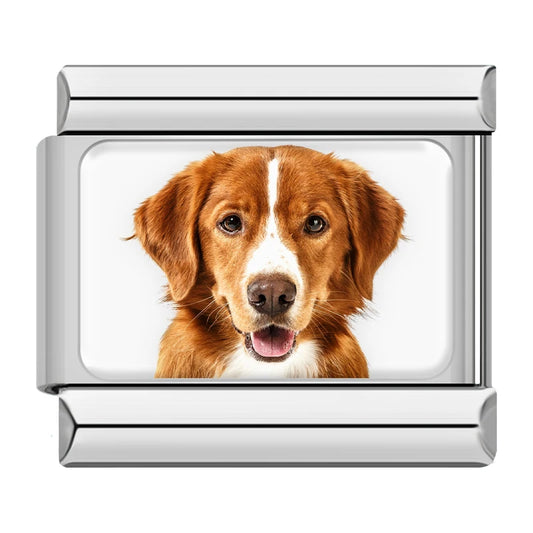 Nova Scotia Duck Tolling Retriever Dog Charm