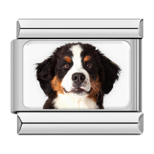 Bernese Mountain Dog Charm