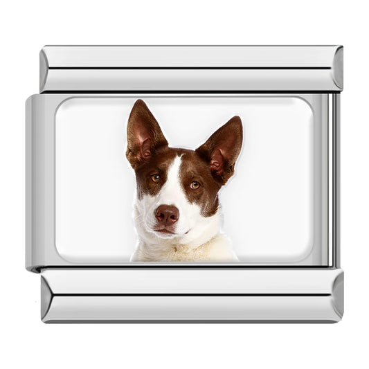 Rat Terrier / Jack Russell Mix Dog Charm