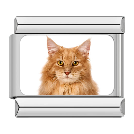 Maine Coon / Orange Longhair Cat Charm