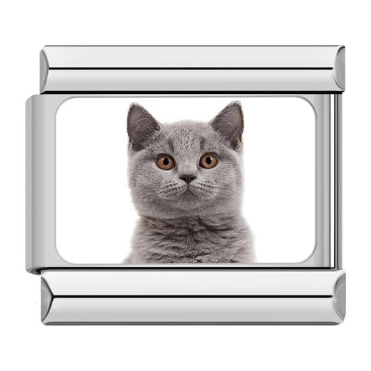 Grey British Shorthair Cat Charm